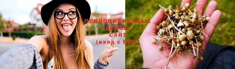 Псилоцибиновые грибы Psilocybe  купить наркотики сайты  mega онион  Саки 